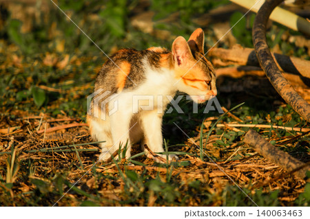 The calico kitten is walking around in the lawn. The calico kitten is walking around in the lawn. 140063463
