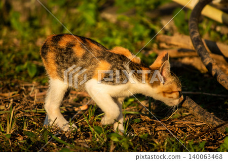 The calico kitten is walking around in the lawn. The calico kitten is walking around in the lawn. 140063468