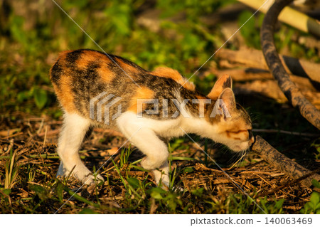 The calico kitten is walking around in the lawn. The calico kitten is walking around in the lawn. 140063469