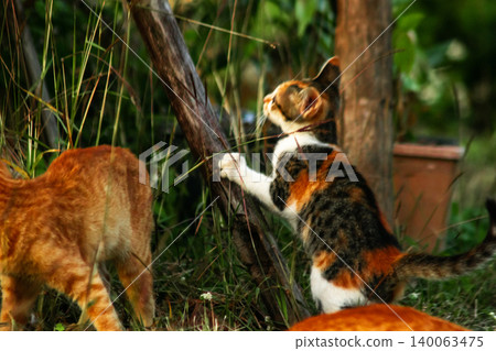 The calico kitten is walking around in the lawn. The calico kitten is walking around in the lawn. 140063475