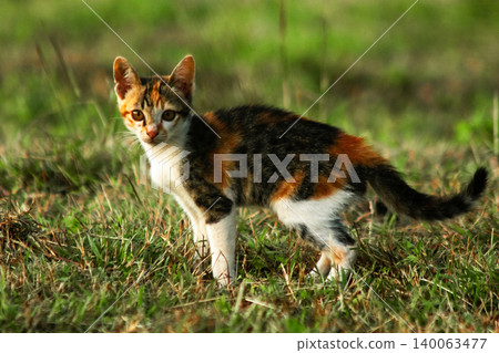 The calico kitten is walking around in the lawn. The calico kitten is walking around in the lawn. 140063477
