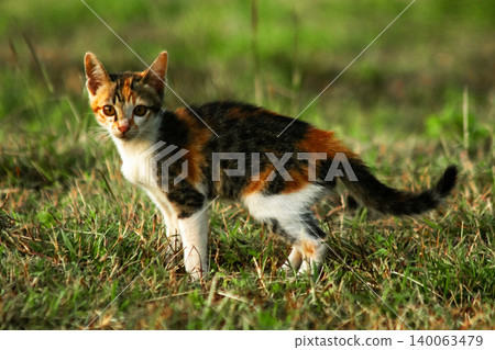 The calico kitten is walking around in the lawn. The calico kitten is walking around in the lawn. 140063479
