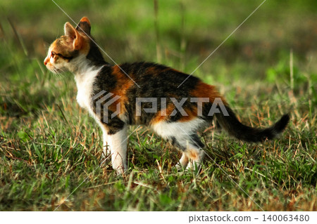 The calico kitten is walking around in the lawn. The calico kitten is walking around in the lawn. 140063480