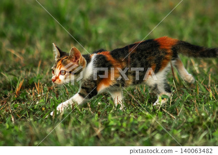 The calico kitten is walking around in the lawn. 140063482