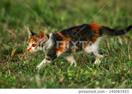 The calico kitten is walking around in the lawn. The calico kitten is walking around in the lawn. 140063483