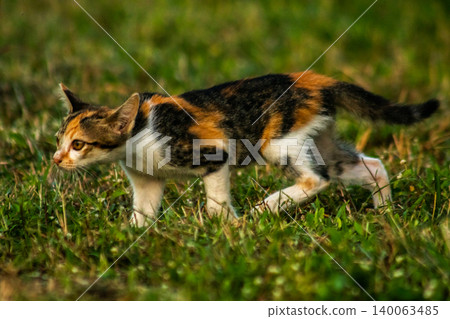 The calico kitten is walking around in the lawn. The calico kitten is walking around in the lawn. 140063485