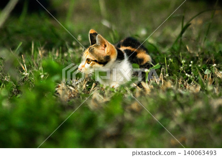 The calico kitten is walking around in the lawn. The calico kitten is walking around in the lawn. 140063493