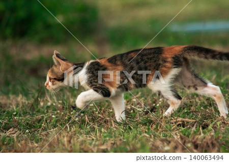 The calico kitten is walking around in the lawn. The calico kitten is walking around in the lawn. 140063494