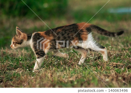 The calico kitten is walking around in the lawn. The calico kitten is walking around in the lawn. 140063496