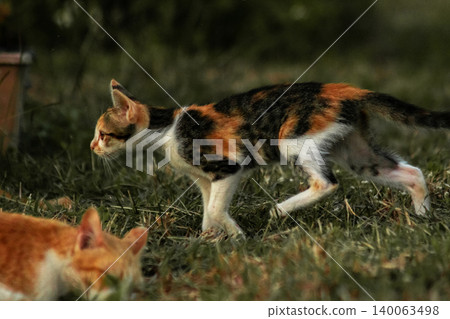 The calico kitten is walking around in the lawn. The calico kitten is walking around in the lawn. 140063498
