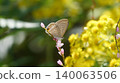 浦波蜆從櫻花中吸取花蜜 140063506