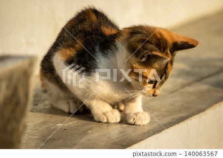 A calico kitten is sitting on the floor, staring with a curious look in its eyes. 140063567