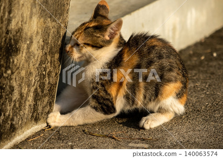 A calico kitten is sitting on the floor, staring with a curious look in its eyes. A calico kitten is sitting on the floor, staring with a curious look in its eyes. 140063574