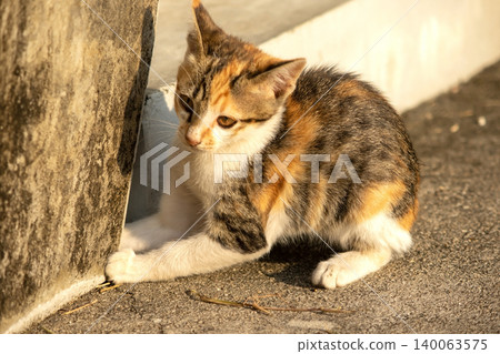 A calico kitten is sitting on the floor, staring with a curious look in its eyes. A calico kitten is sitting on the floor, staring with a curious look in its eyes. 140063575