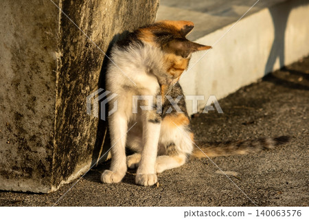 A calico kitten is sitting on the floor, staring with a curious look in its eyes. 140063576