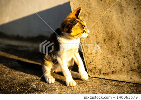 A calico kitten is sitting on the floor, staring with a curious look in its eyes. A calico kitten is sitting on the floor, staring with a curious look in its eyes. 140063579