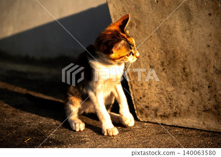 A calico kitten is sitting on the floor, staring with a curious look in its eyes. A calico kitten is sitting on the floor, staring with a curious look in its eyes. 140063580