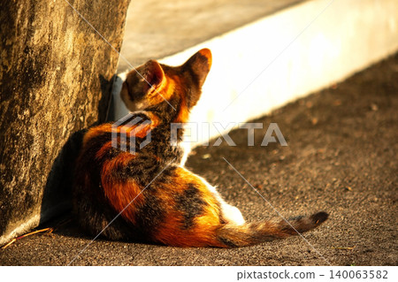A calico kitten is sitting on the floor, staring with a curious look in its eyes. A calico kitten is sitting on the floor, staring with a curious look in its eyes. 140063582