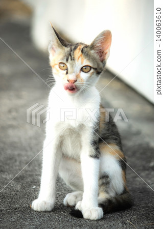 A calico kitten is sitting on the floor, staring with a curious look in its eyes. 140063610