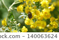 Cetoniinae吸吮Awakoganegiku的花蜜 140063624