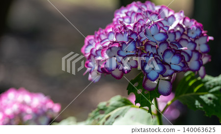 Hydrangea from Sagamihara Kita Park Hydrangea from Sagamihara Kita Park 140063625