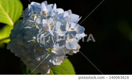 Hydrangea from Sagamihara Kita Park Hydrangea from Sagamihara Kita Park 140063628