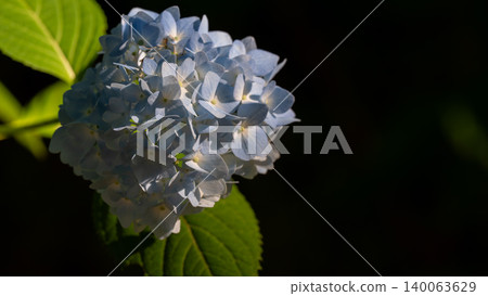 Hydrangea from Sagamihara Kita Park Hydrangea from Sagamihara Kita Park 140063629