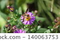 一隻中華扁角寄蠅正在吸食野生菊花的花蜜。 140063753