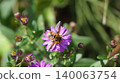一隻中華扁角寄蠅正在吸食野生菊花的花蜜。 140063754