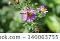 一隻中華扁角寄蠅正在吸食野生菊花的花蜜。 140063755