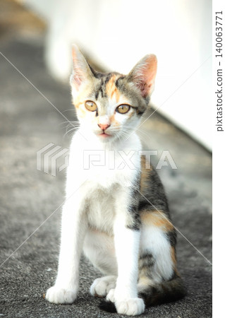 The calico kitten sits and stares with a curious look in its eyes. The calico kitten sits and stares with a curious look in its eyes. 140063771
