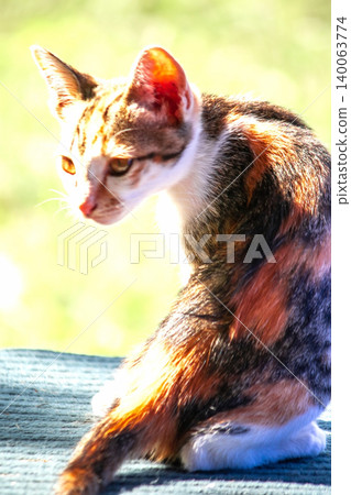 The calico kitten sits and stares with a curious look in its eyes. 140063774