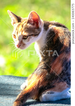 The calico kitten sits and stares with a curious look in its eyes. The calico kitten sits and stares with a curious look in its eyes. 140063775