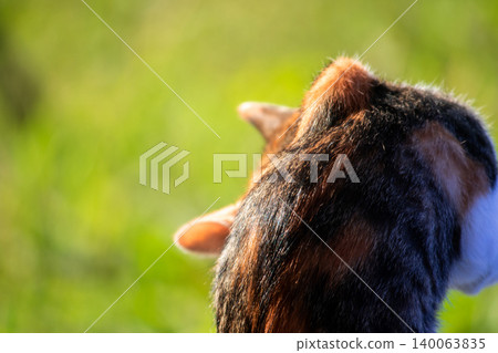 Calico kittens lick their fur. Calico kittens lick their fur. 140063835