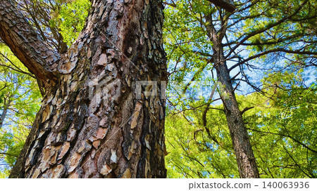 A gigantic pine tree with its spreading branches and leaves. A gigantic pine tree with its spreading branches and leaves. 140063936