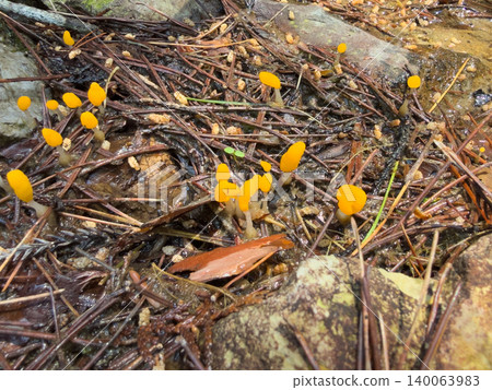 Crown mushroom Crown mushroom 140063983