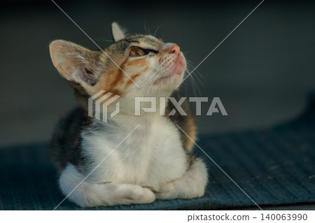Calico kittens lie still on the floor. Calico kittens lie still on the floor. 140063990