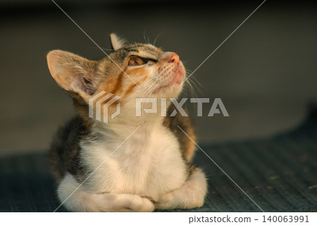 Calico kittens lie still on the floor. 140063991