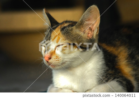 Calico kittens lie still on the floor. Calico kittens lie still on the floor. 140064011