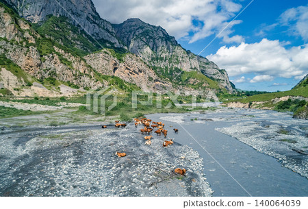 Brown cattle resting and standing on a wide, rocky riverbed in a majestic mountain valley on a clear day Brown cattle resting and standing on a wide, rocky riverbed in a majestic mountain valley on a clear day 140064039
