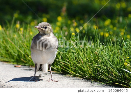 A young white wagtail facing forward. A young white wagtail facing forward. 140064045