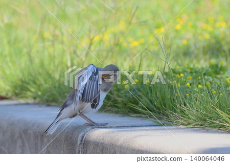 A young white wagtail preening its feathers. A young white wagtail preening its feathers. 140064046