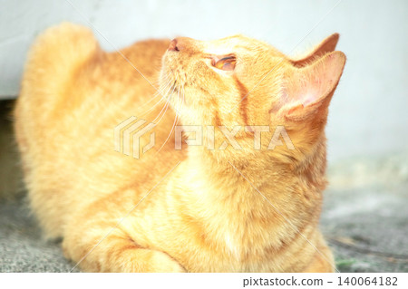 Orange cats play with ribbons that move. 140064182