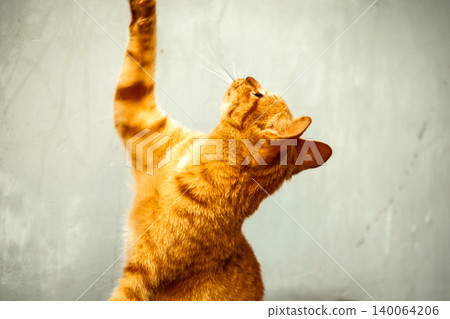 Orange cats play with ribbons that move. 140064206