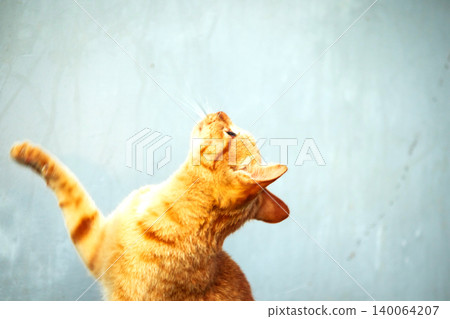 Orange cats play with ribbons that move. 140064207