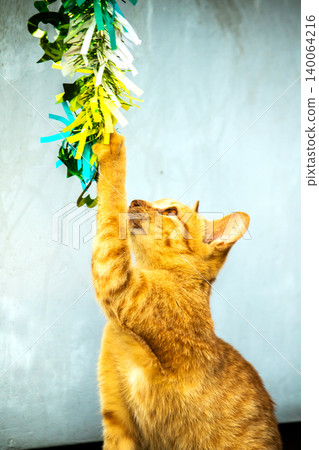 Orange cats play with ribbons that move. Orange cats play with ribbons that move. 140064216