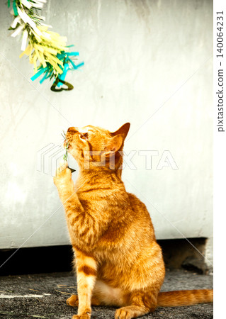 Orange cats play with ribbons that move. Orange cats play with ribbons that move. 140064231