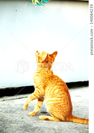 Orange cats play with ribbons that move. 140064239