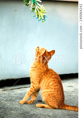 Orange cats play with ribbons that move. Orange cats play with ribbons that move. 140064242