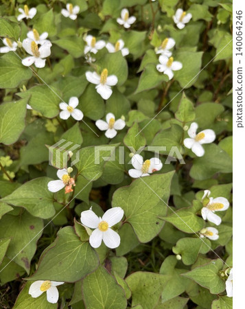 Lots of Houttuynia cordata Lots of Houttuynia cordata 140064246